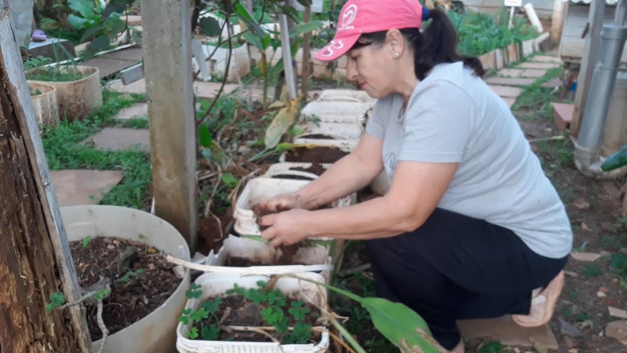 AÇAFRÃO PLANTADO EM VASO - SERÁ QUE DÁ CERTO??