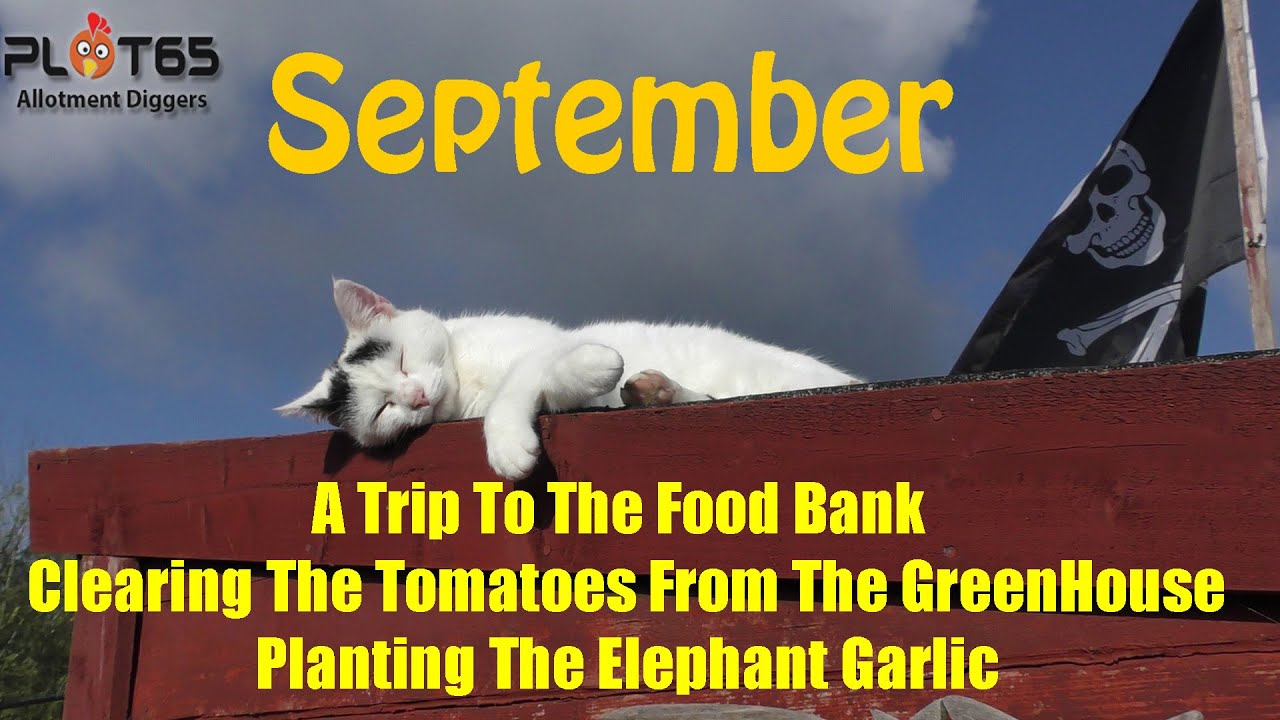 A Trip To The Food Bank And Planting The Elephant Garlic