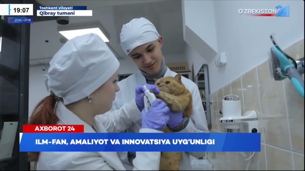 The Truth About Being a Veterinarian