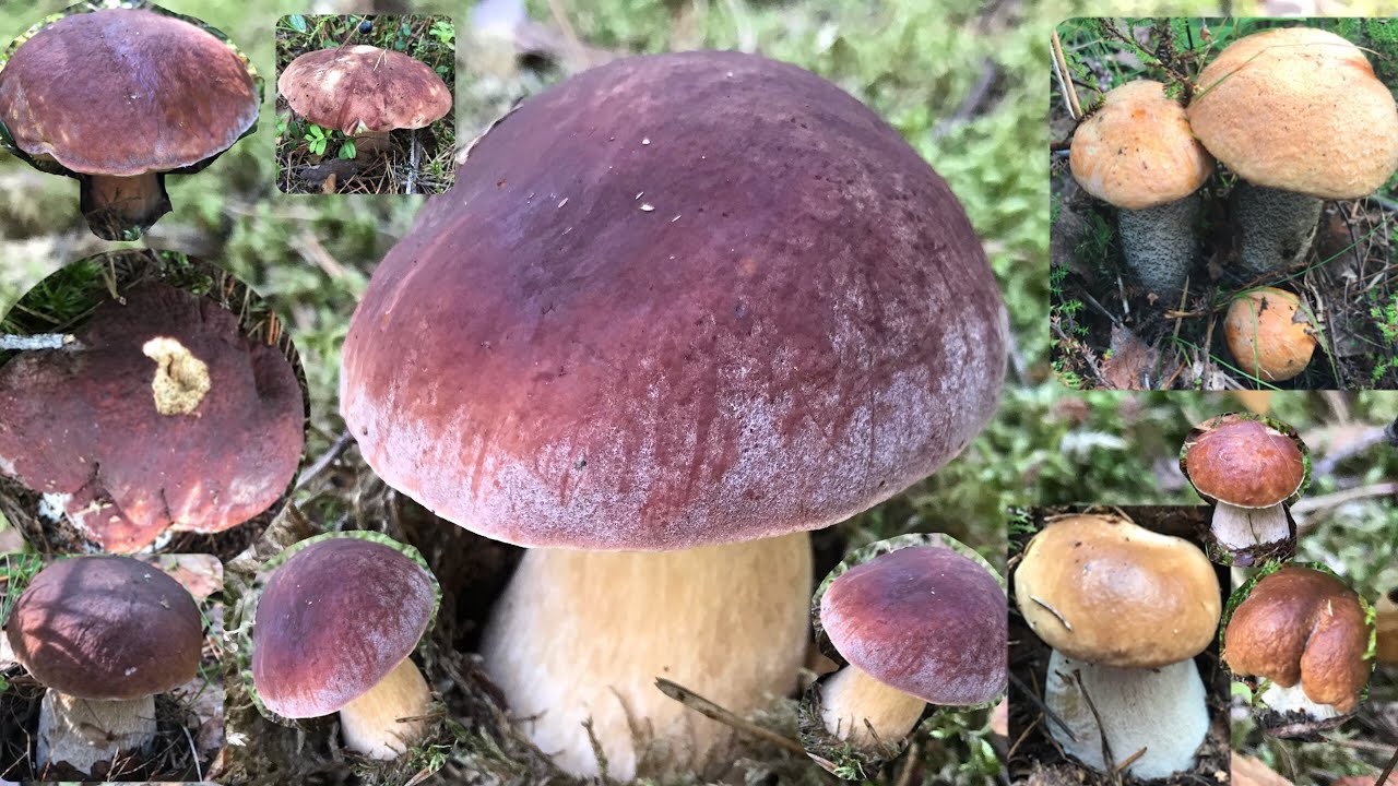 🍄5/9/2019🍄 เก็บเห็ดผึ้งหวาน เห็ดผึ้งขาลาย ดอกตะมุตะมิ กำลังออกสวยๆ ฟินเวอร์ 🍄Mushrooms 🍄