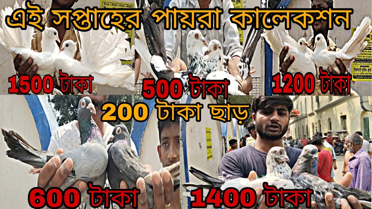 এই সপ্তাহের পায়রা ধামাকা হোলি অফার  শ্রীরামপুর হাটে।Shrirampur Pet Market