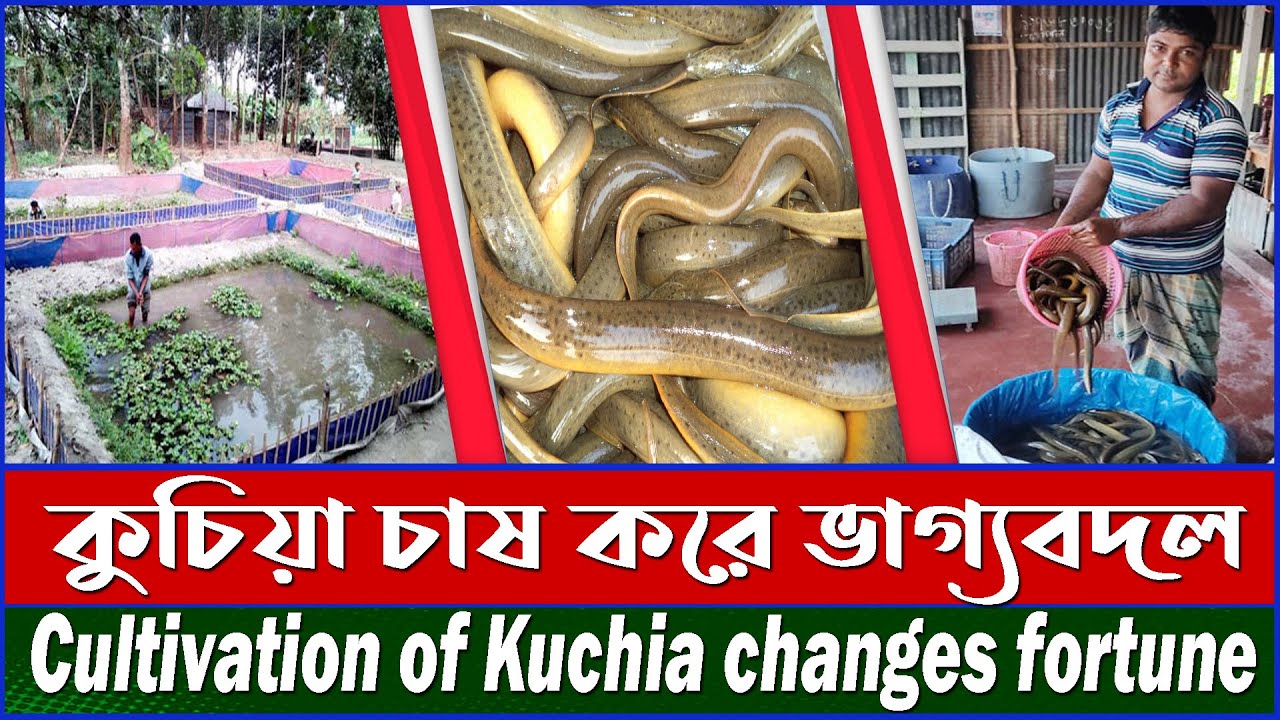 ছোট পুকুরে কুচিয়া চাষ পদ্ধতি / কুচিয়া চাষে ভাগ্যবদল / Kuchia Cultivation Method / Krishoker Foshol