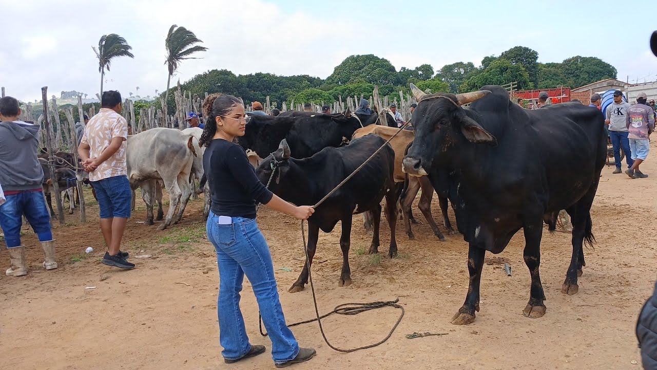 FEIRA DO GADO EM SÃO BENEDITO CEARÁ DIA 31/01/26