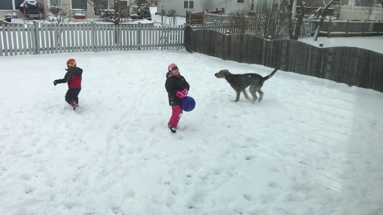 Wolfhound Grohl Prancing in Snow