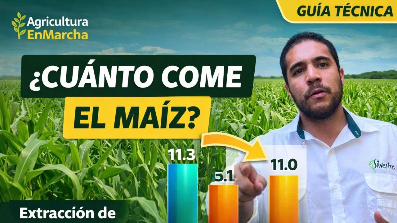 Maíz sin errores: suelos, nutrición y fertilización inteligente | Ing. Adrián Ramírez