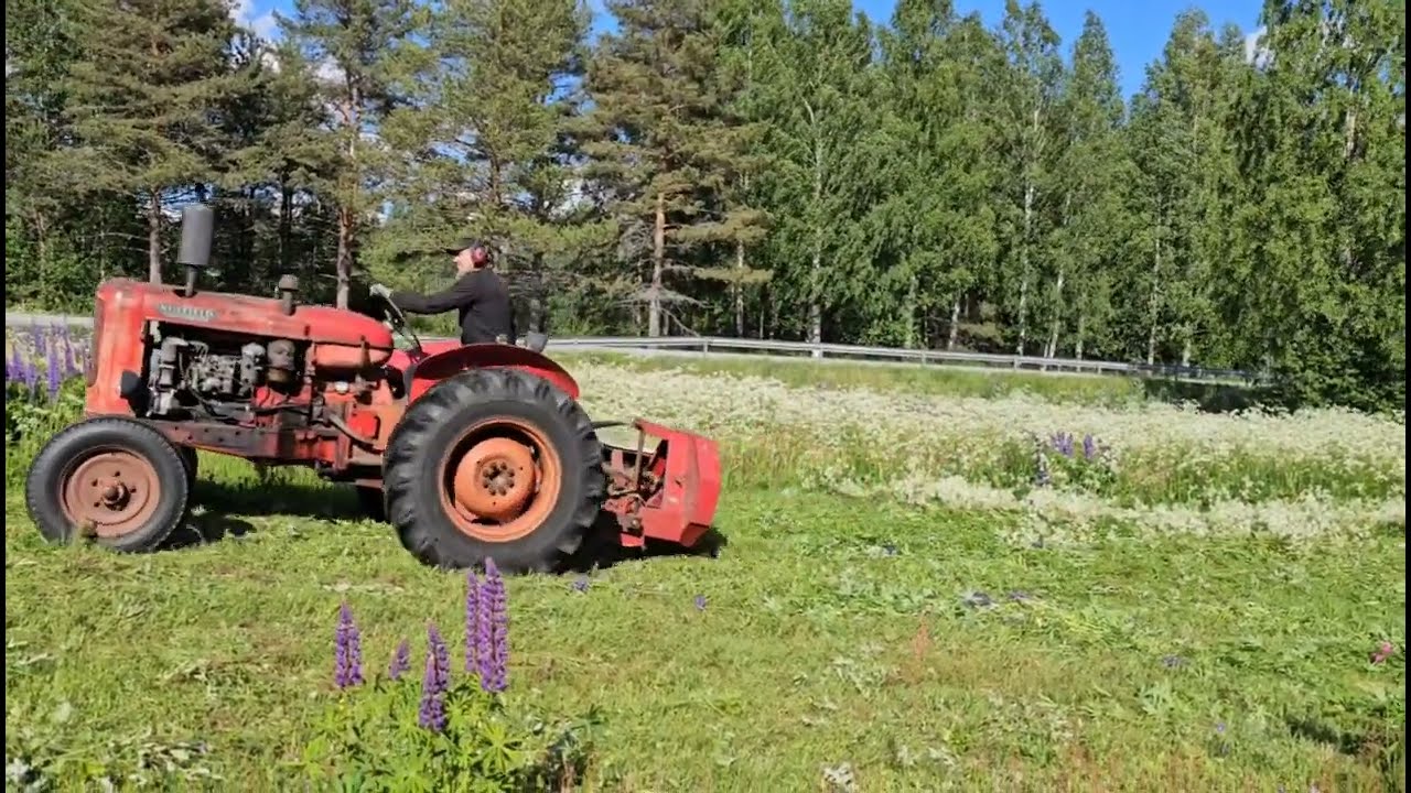 Lupiinit nurin! Cut the lupins!