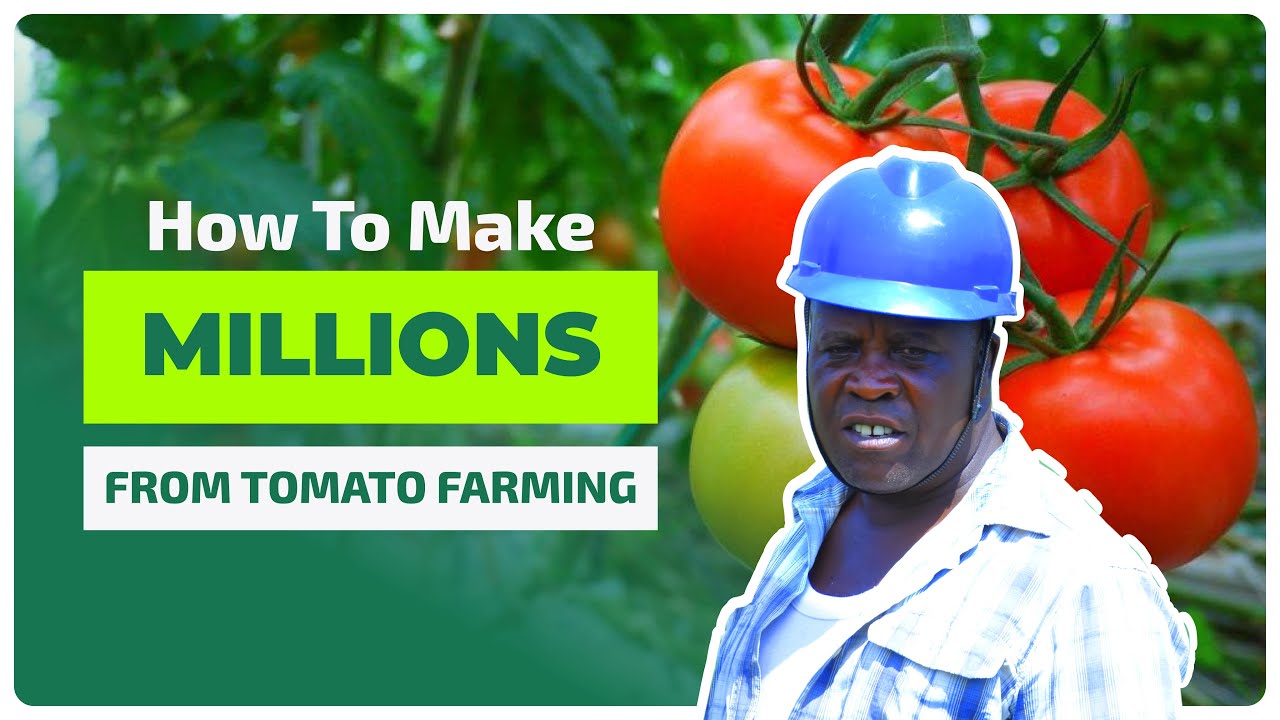 How l Make Millions from Tomato farming In 2023