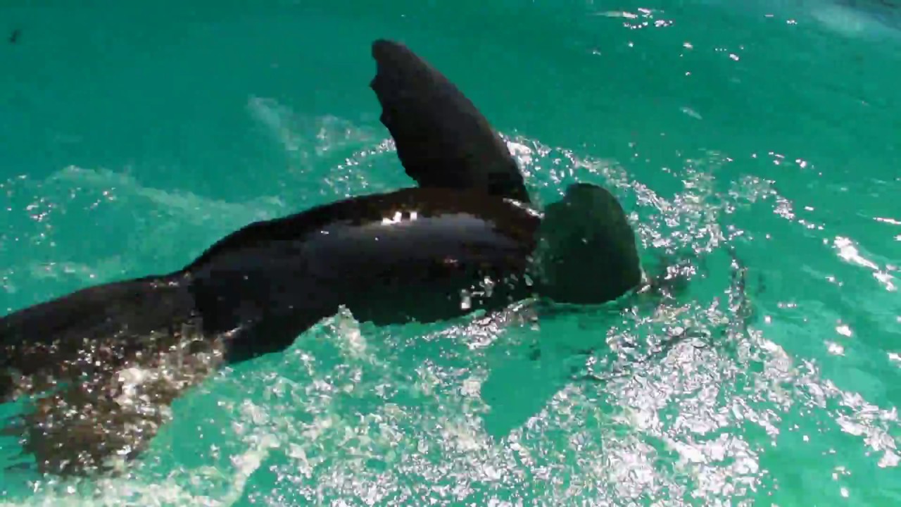 Foka krznasica Bert - South African fur seal - Arctocephalus pusillus