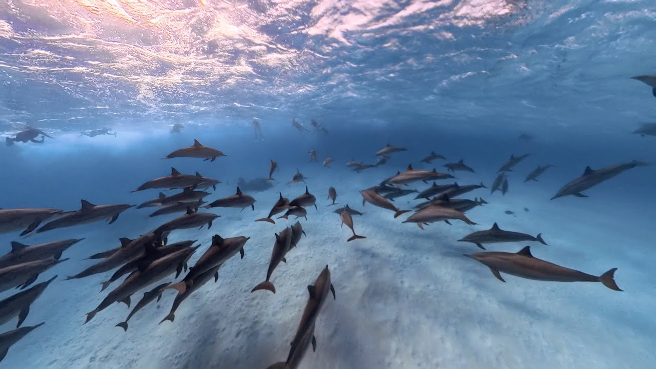 Scuba, Red Sea, Fury Shoals