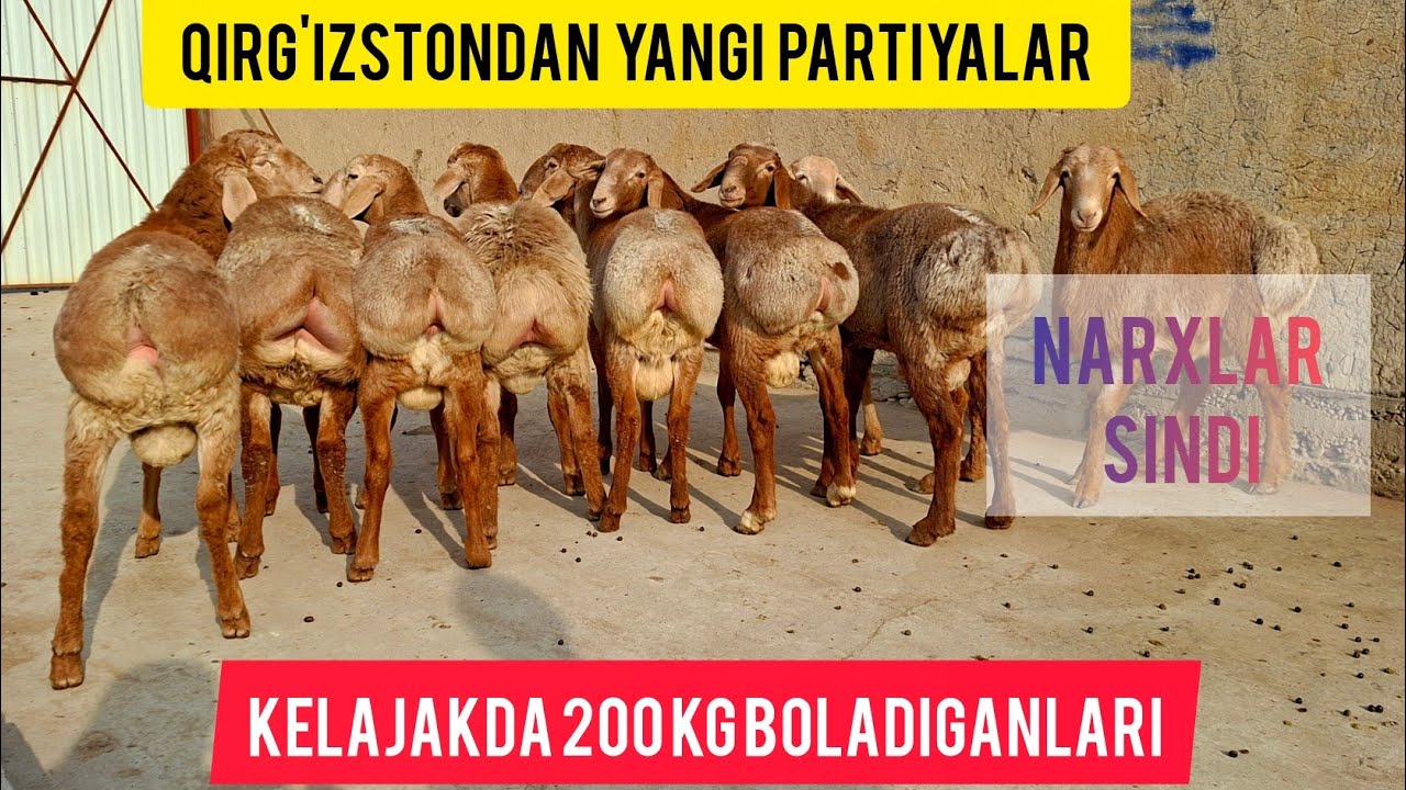 RAXMATILLA XOJIGA QIRG'IZSTONDAN QO'CHQOR SOVLIQLAR KELDI.