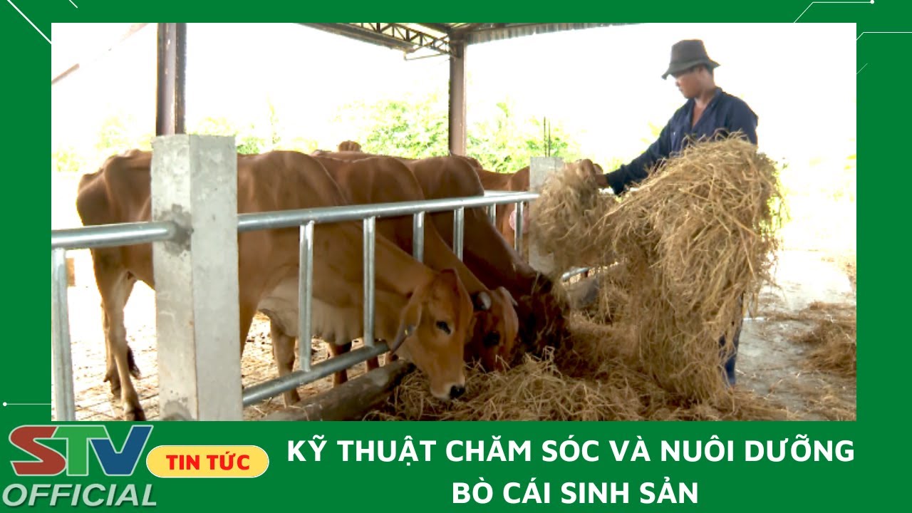 STV - Kỹ thuật chăm sóc và nuôi dưỡng bò cái sinh sản