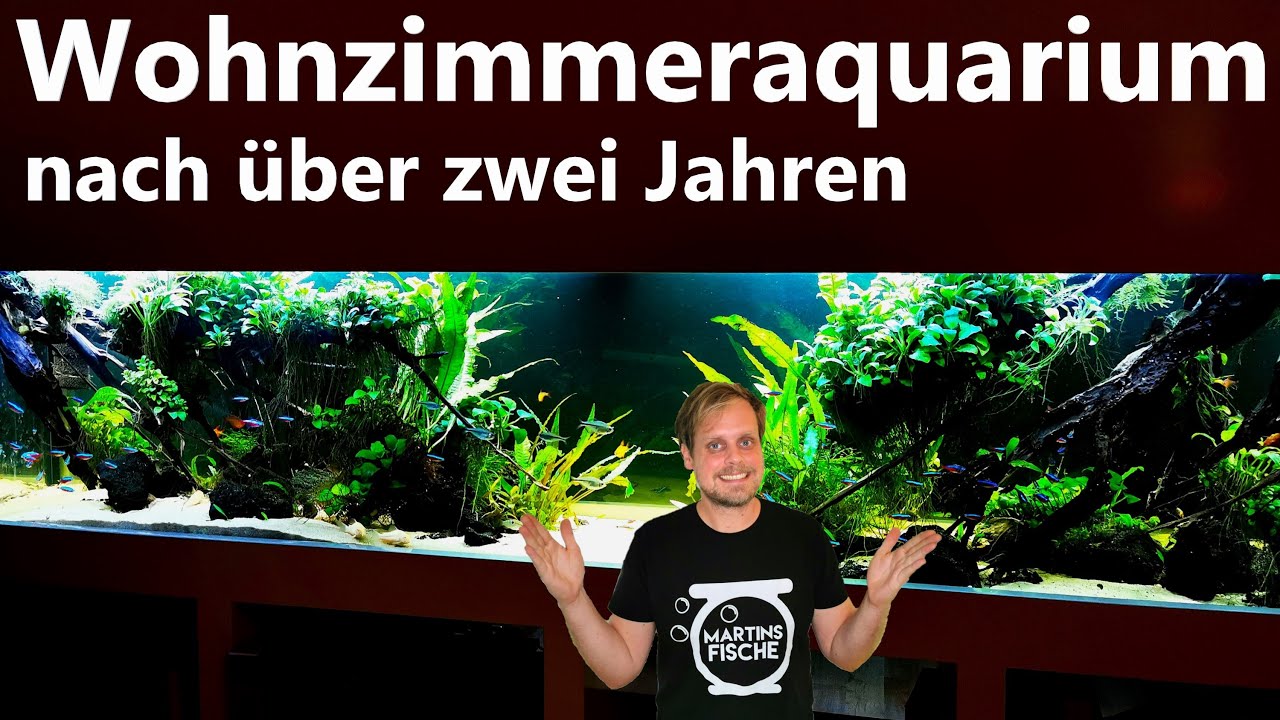 WOHNZIMMERAQUARIUM nach über zwei Jahren I Update und Besatz