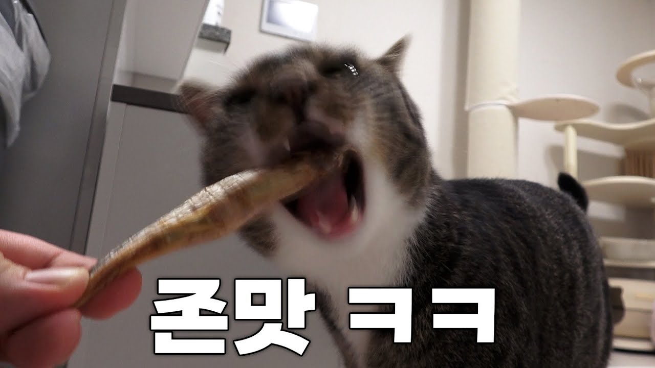 연약한 집고양이란...