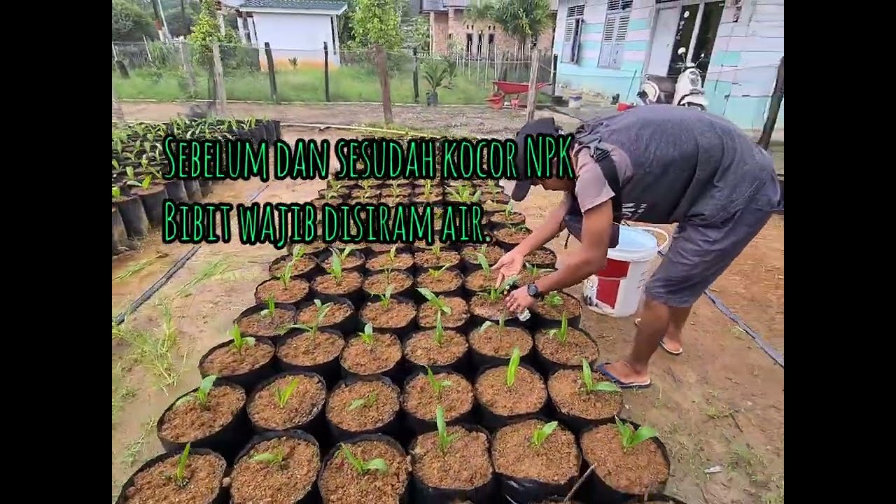 Kocor NPK UNIK 16.16.16||bibit umur pas 2 bulan
