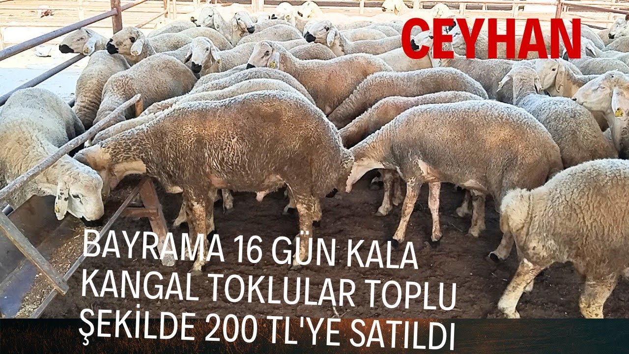 31 MAYIS 2024 CEYHAN KÜÇÜKBAŞ HAYVAN PAZARI##kurbanlıkfiyatları #keşfet #adak