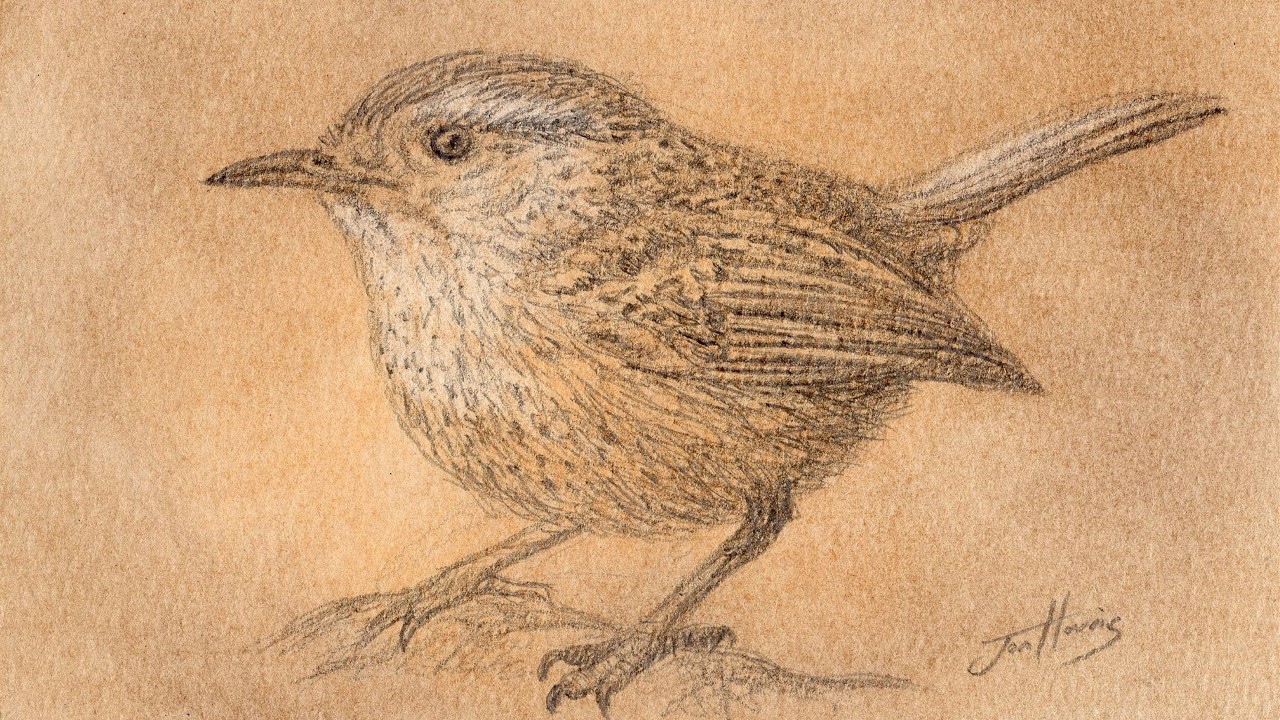 Pencil Drawing Sketch of a Wren on Pastel Background