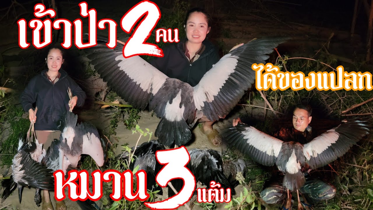 ເຂົ້າປ່າສອງຄົນ//เข้าป่าสองคน ได้นกแปลก | 15 กุมภาพันธ์ ค.ศ. 2026