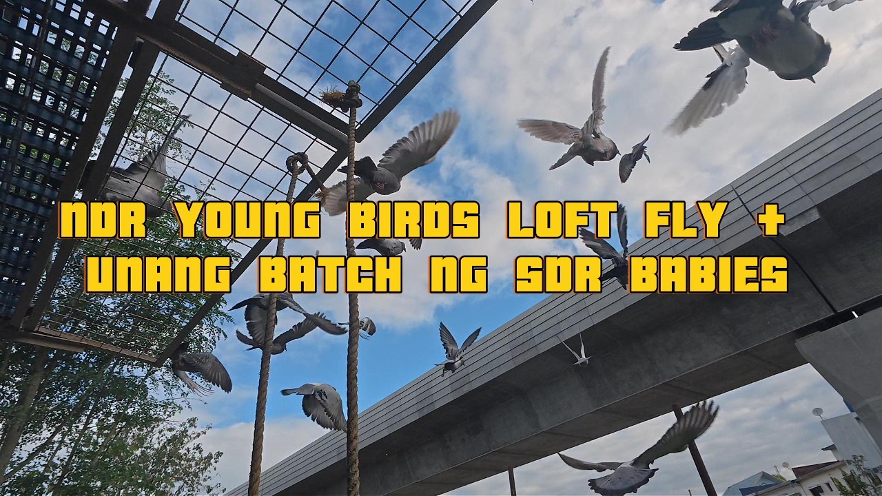 NDR YOUNG BIRDS LOFT FLY + UNANG BATCH NG SDR BABIES