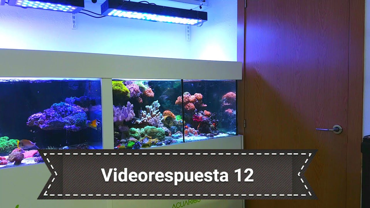 Videorespuesta 12 / Ciclado de acuario marino y cambios de agua