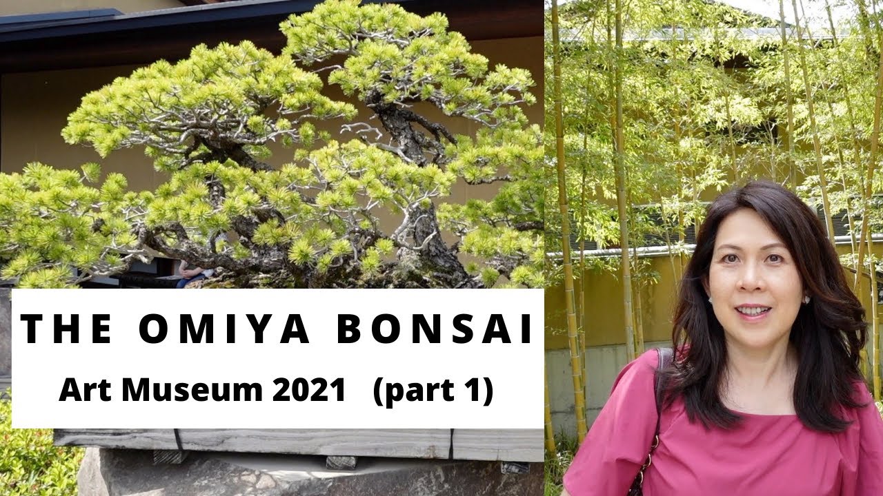 The Omiya Bonsai Art Museum 2021 (part 1) with English subtitles