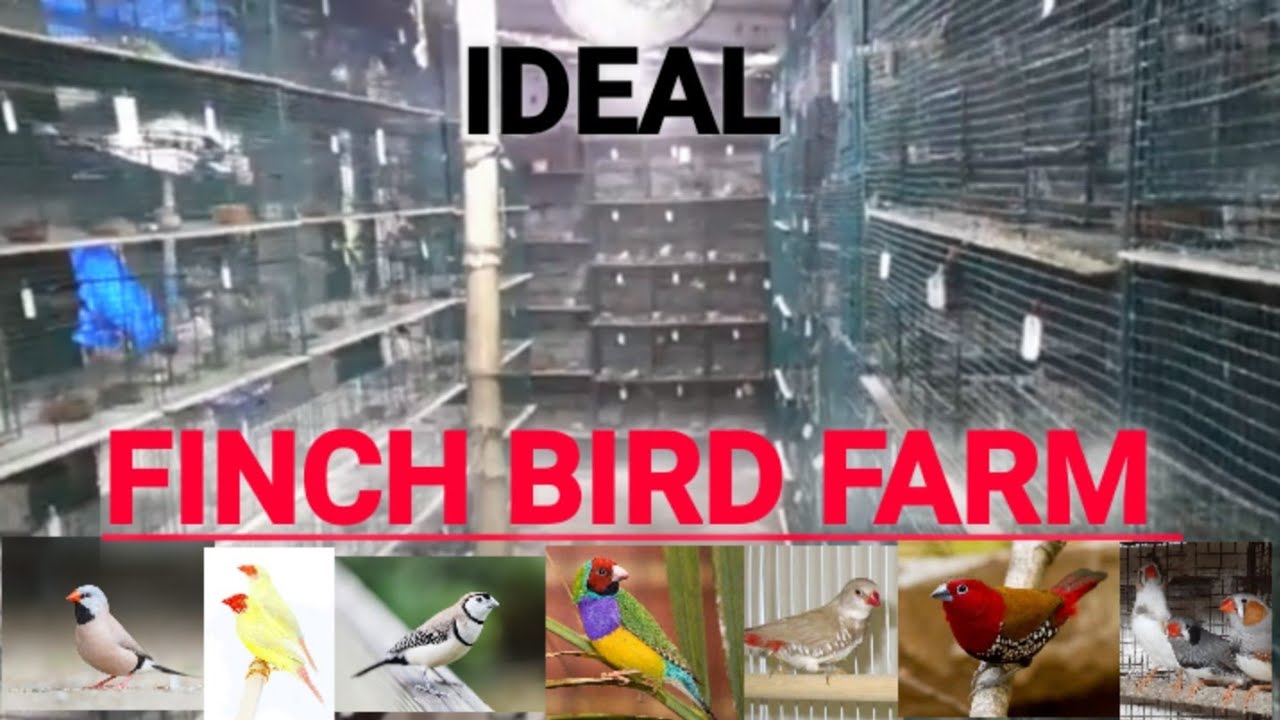 FINCH BIRD FARM (150 pairs setup)