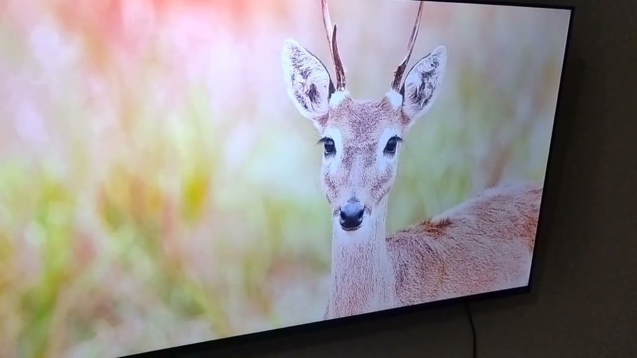 COMPREI A TV 4K  DE 50