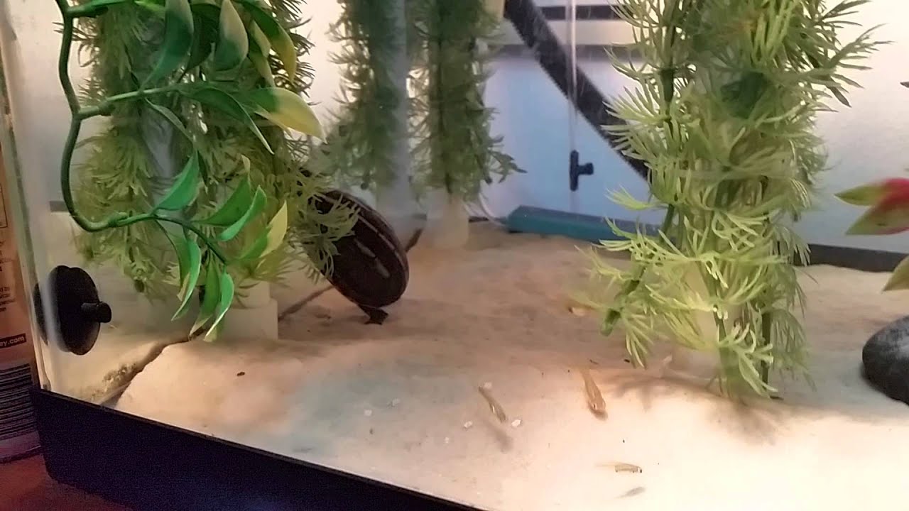 Updated 3 stripped mud turtle tank