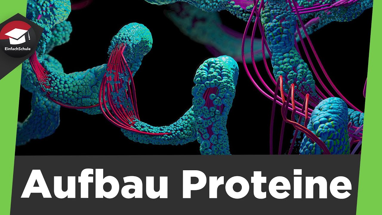 Aufbau von Proteinen einfach erklärt - Aminosäuren - Strukturen - Aufbau Proteine Zusammenfassung!