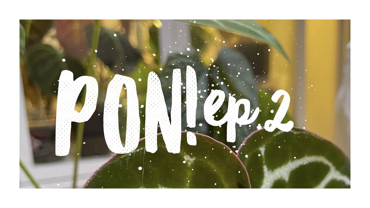 Re-Pon With Me (Ep.2)