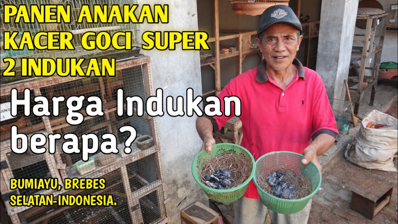 SEPERTI INI ANAK KACER SUPER DARI 2 INDUKAN PANEN 2023