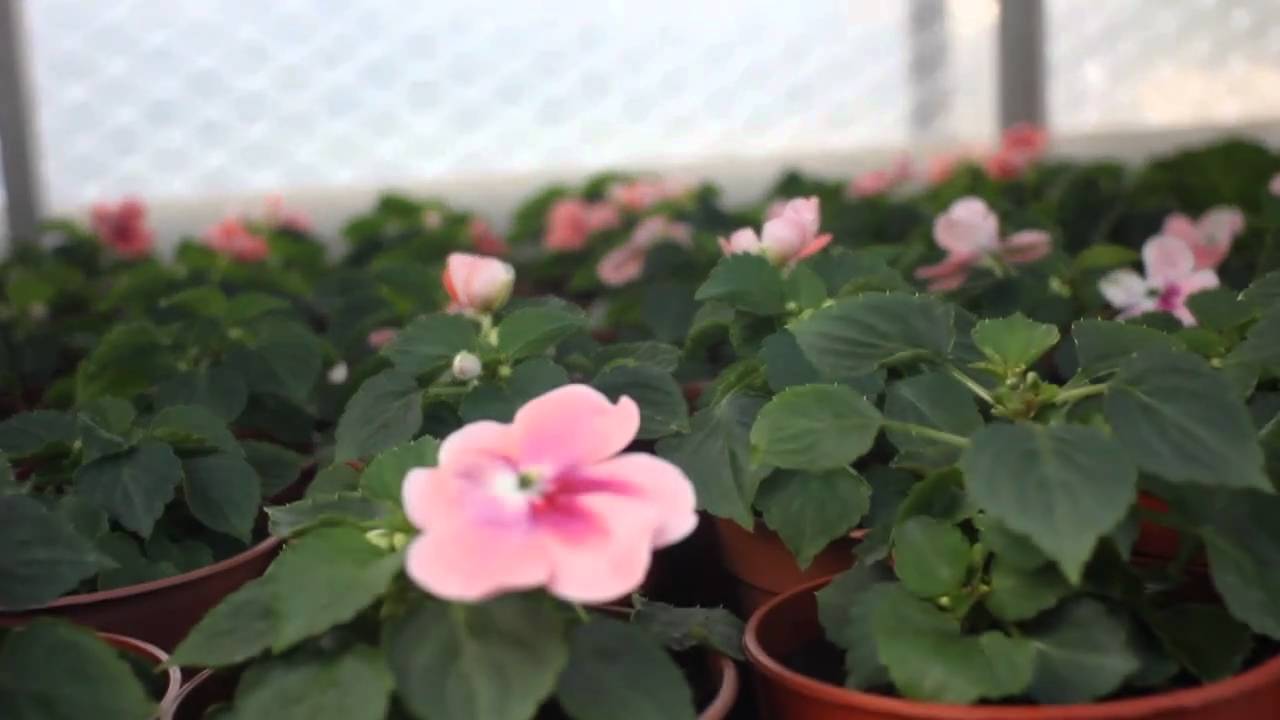 Customer Testimonial of Hartley Botanic greenhouses