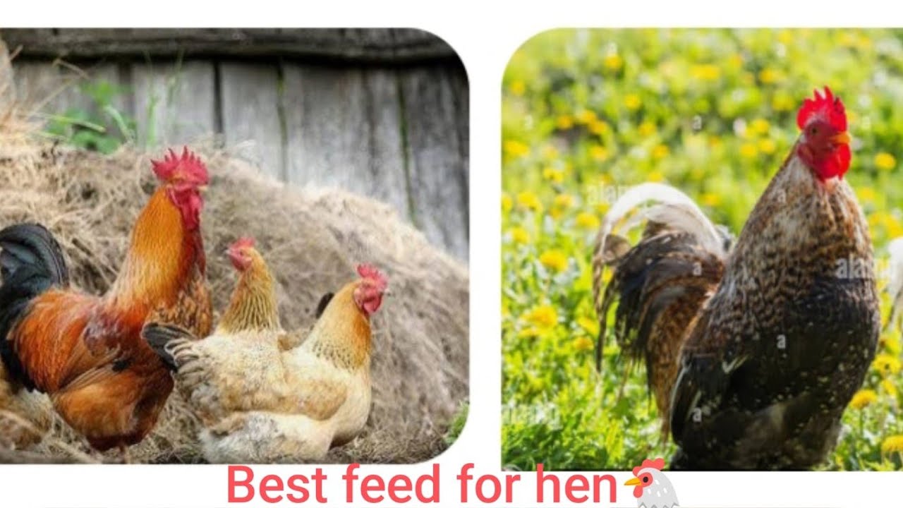 BEST FEED FOR HENS AND CHICKS !🐓🐔