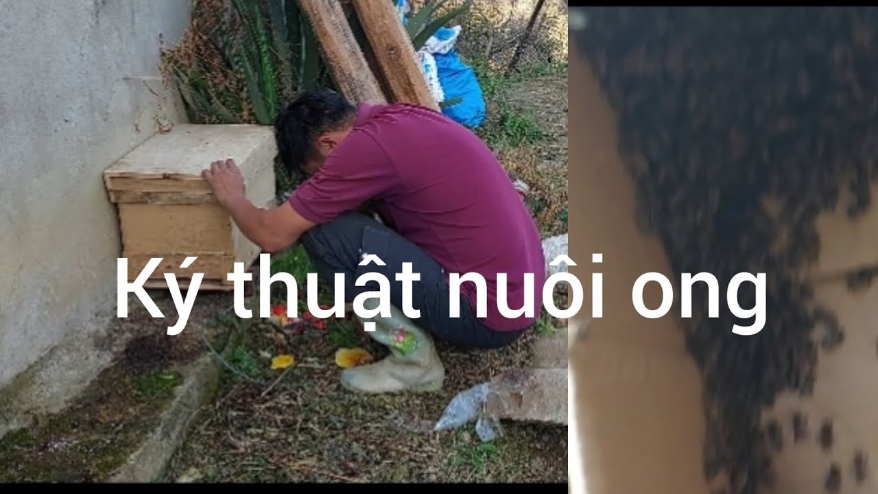 Chia sẻ kinh nghiệm tìm bắt và thả ong vào thùng ở 100%