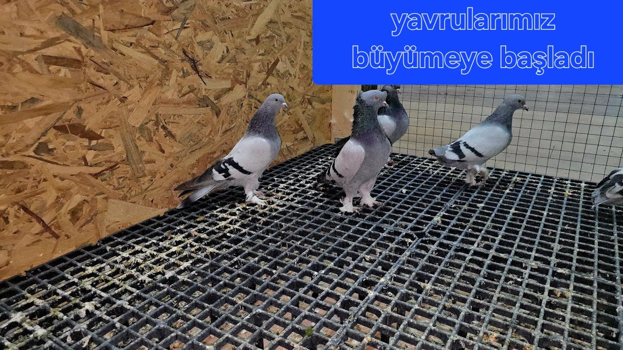 Yavrularımız büyümeye başladı bir maşallah alırız#taklacı#güvercin#oyunkuşu#damızlık