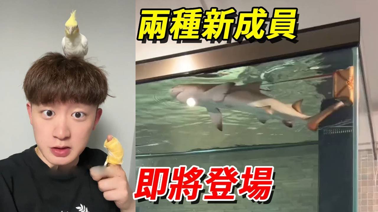 兩種超級可愛又好玩的新成員即將登場！猜猜是什麼？猜對有獎勵！【王小怪】