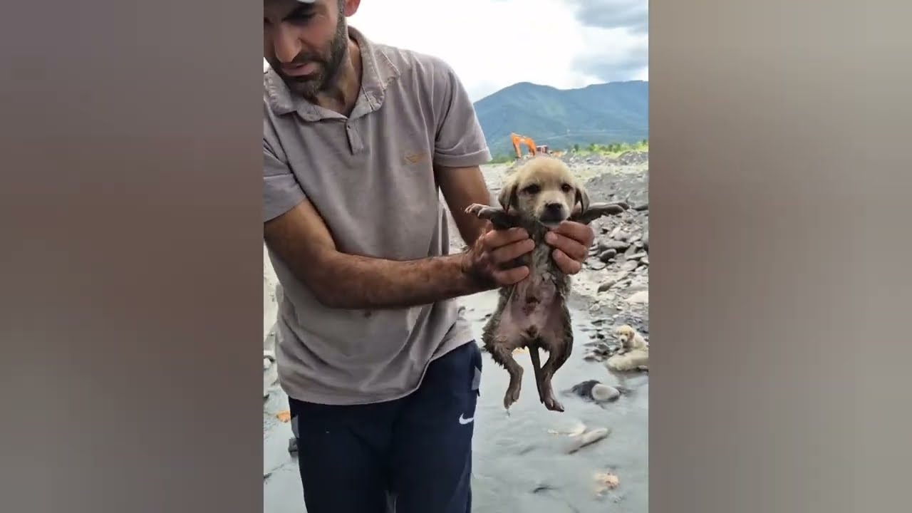 We Rescued 5 Terrified Puppies Abandoned in the Middle of Nowhere!