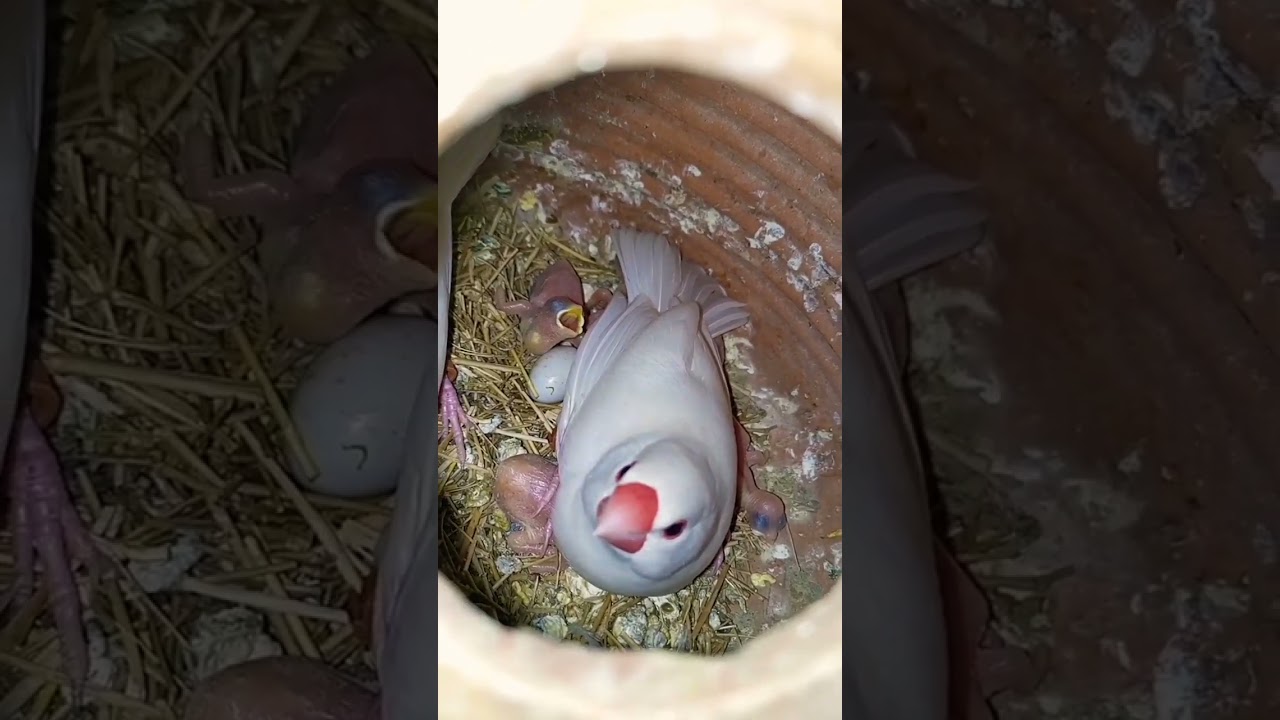 java sparrow 🕊️ breeding season progress #youtube #subscribe #youtubeshorts #viral #java