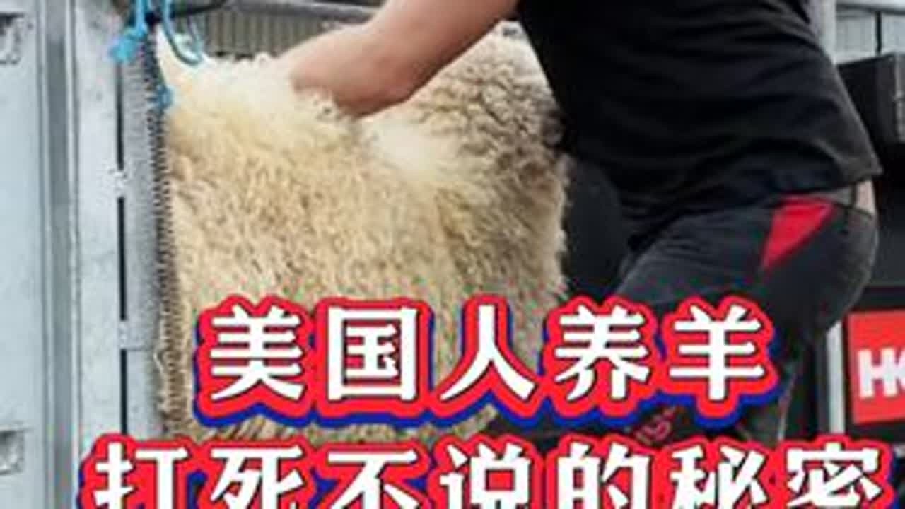 #养羊#牛羊养殖#新手养羊#养羊人