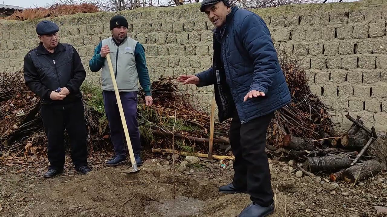 Синфдошлар шанбаликда урик экдик.1992 йил ташкил топган махаллада.