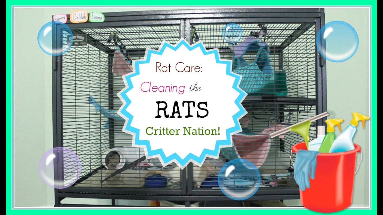 Rat Care: Cleaning the Rat's Cage!