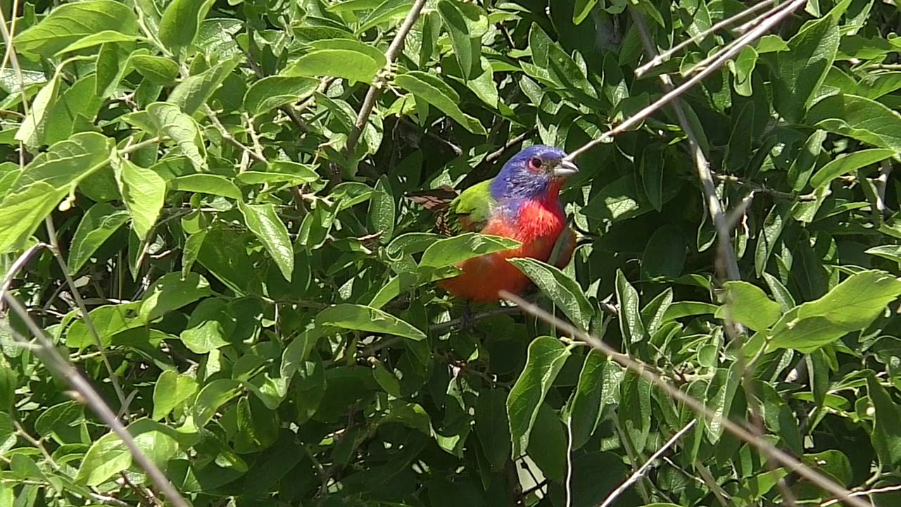 Painted Buntings 2020