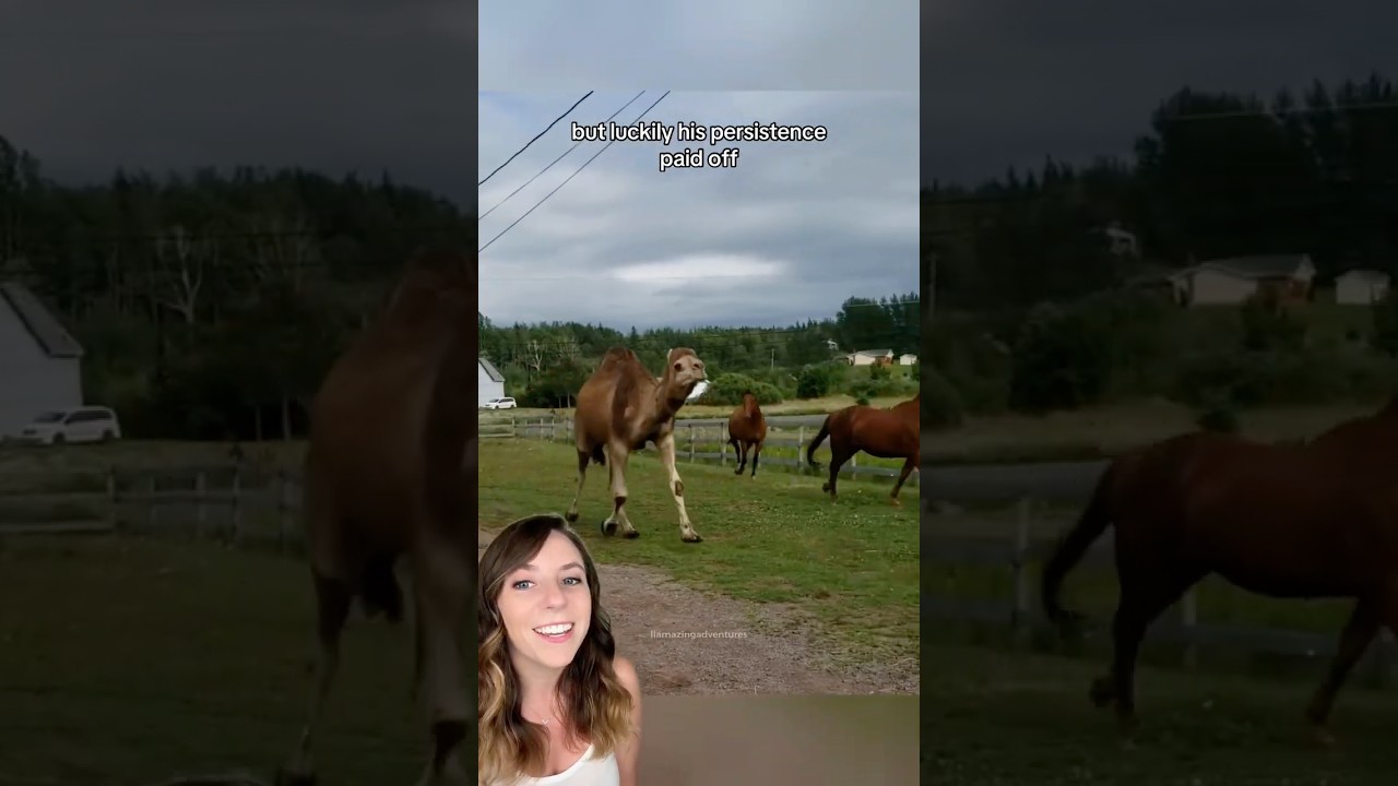 Goofy camel tries to befriend herd of horses
