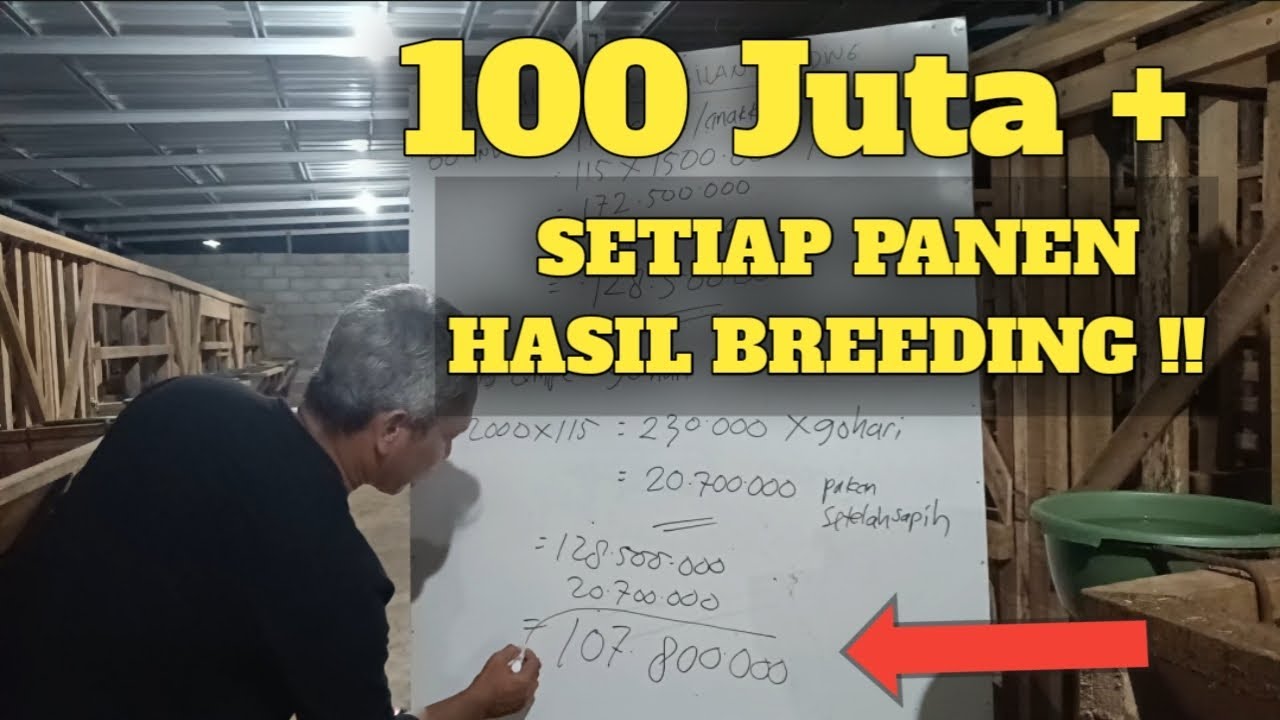 100 JUTA+ SETIAP PANEN HASIL BREEDING!!??!! BEGINI KALKULASINYA!!