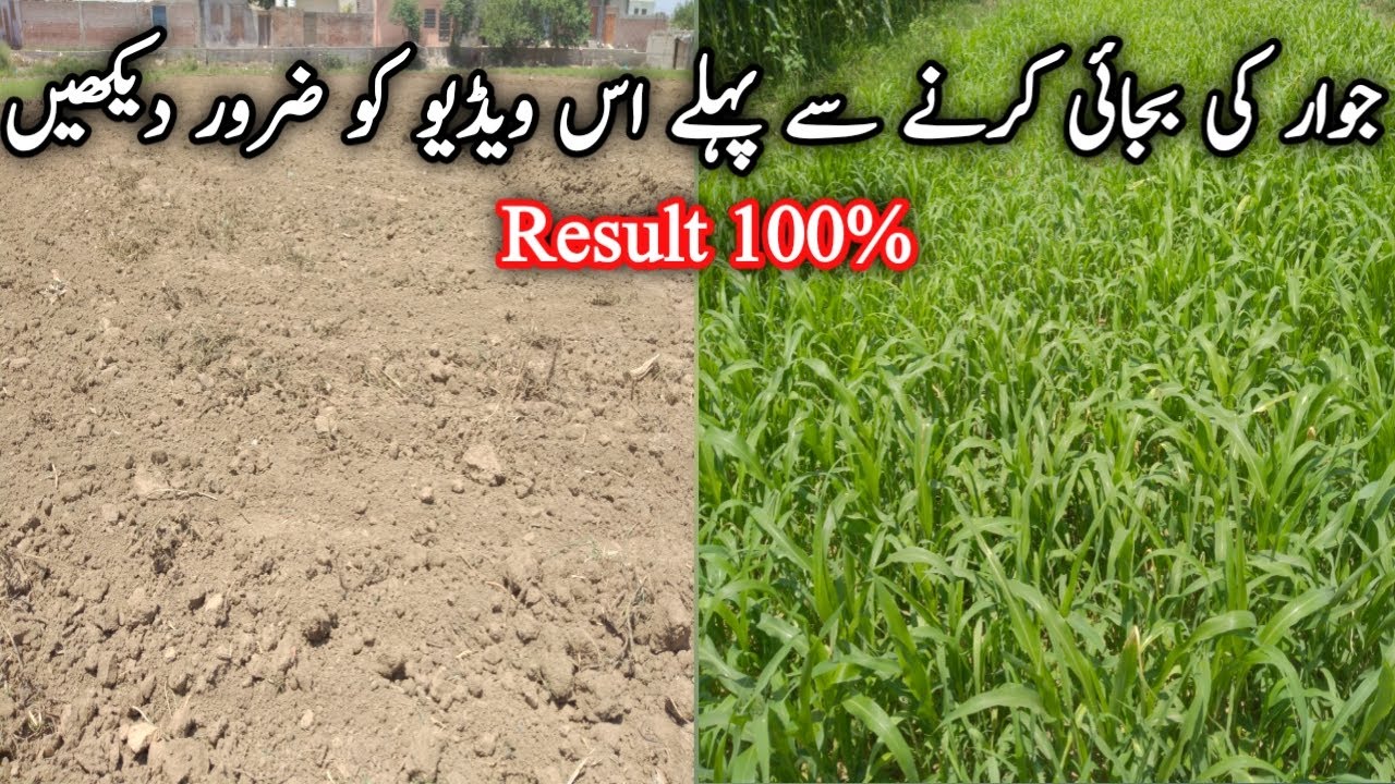 Sorghum Cultivation/Jawar lagny ka tarika/Agriculture guru