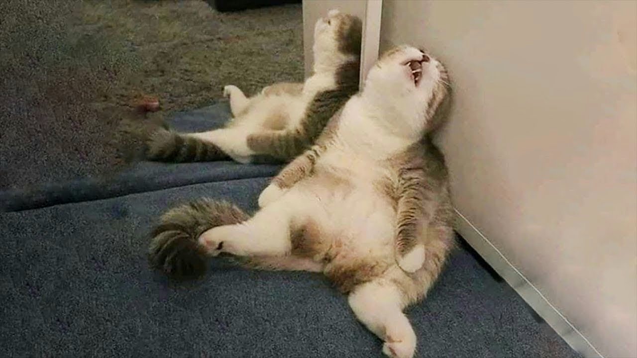 When God Sends You a Comedian Cat 😂 Funniest Cats Video 2026
