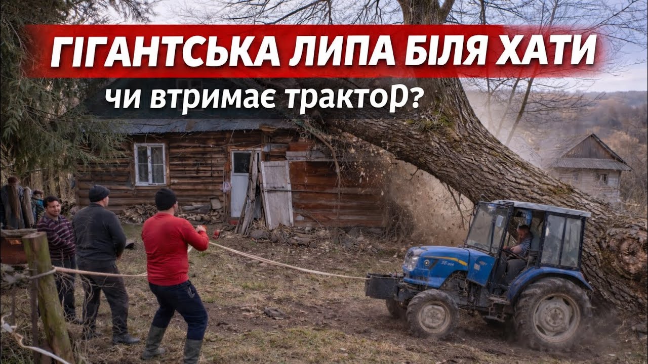 100-ЛІТНЯ ЛИПА БІЛЯ ХАТИ 😱 ЧИ ВТРИМАЄ ТРАКТОР? 🚜🌳