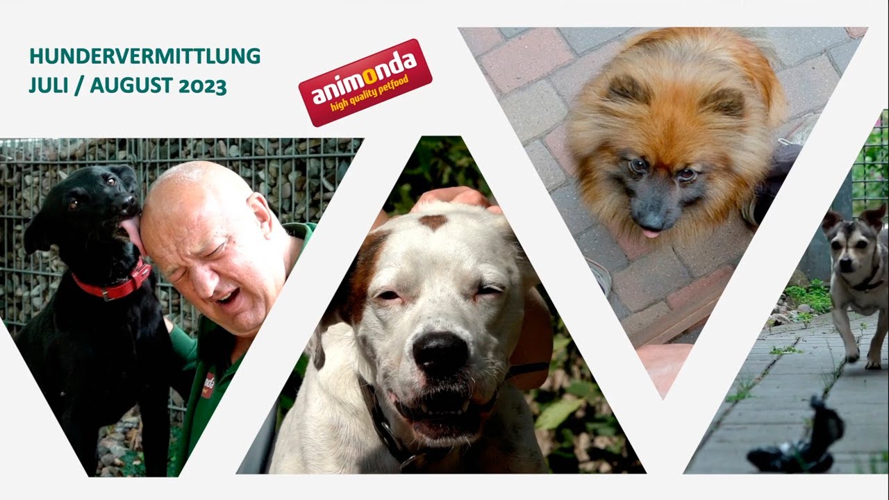 Hundevermittlung - Juli/August 2023 (Tierheim Hannover TV)