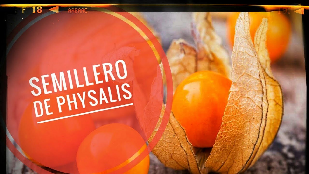 Cómo hacer un semillero de physalis || #diariodunnenolabrego