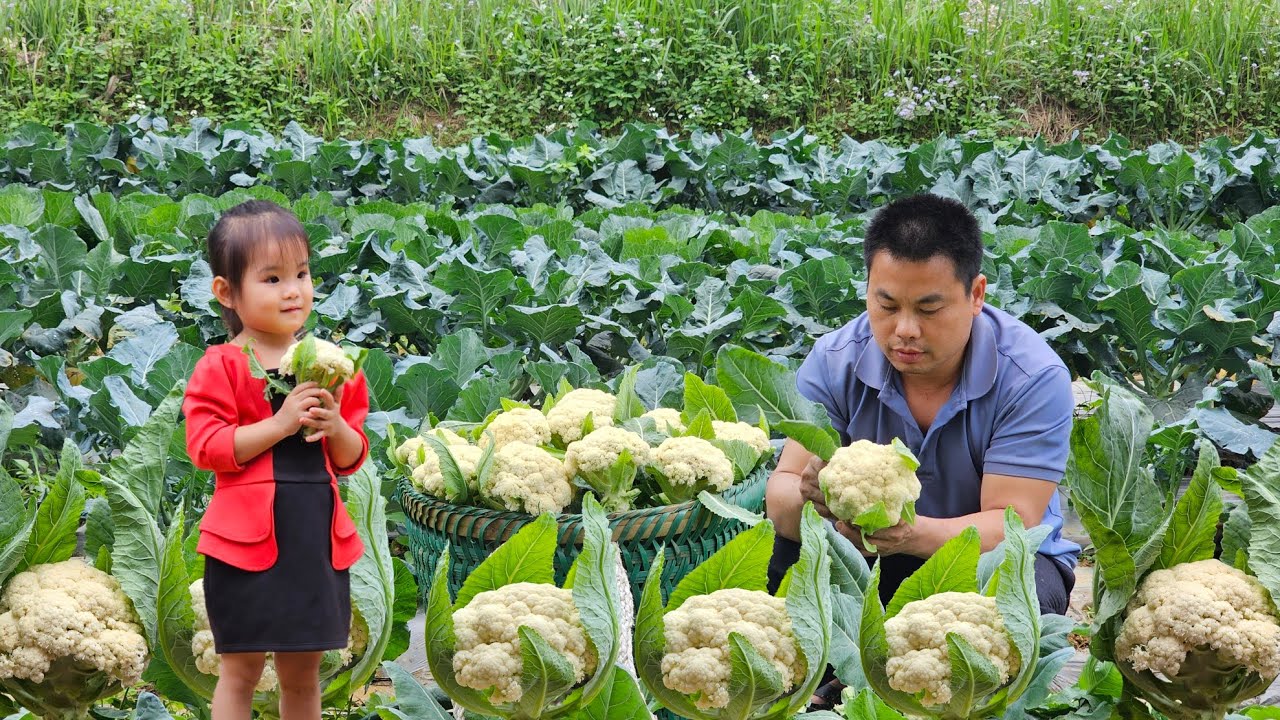 Harveting cauliflower garden goes to the market sell/Xuan Truong
