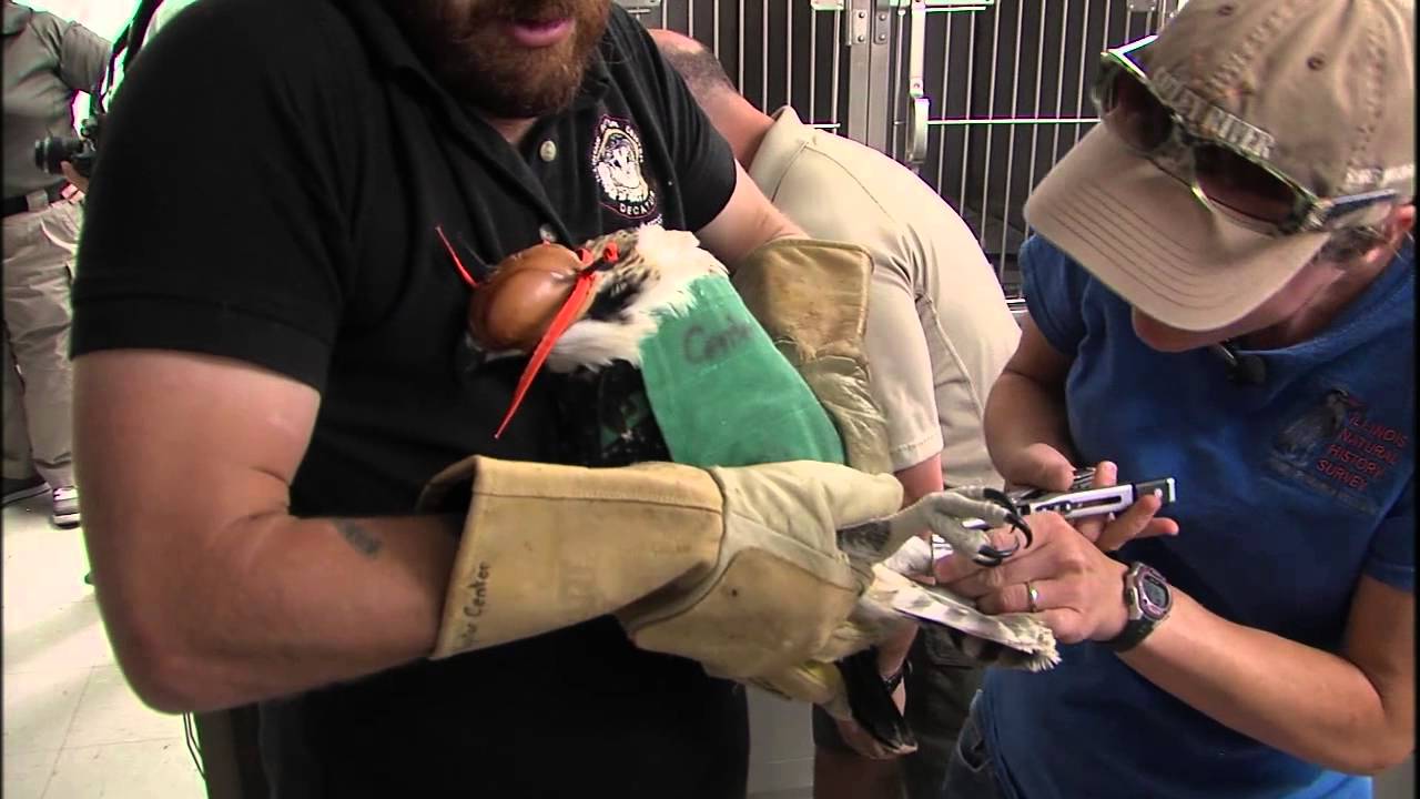 Illinois Stories | Ospreys | WSEC-TV/PBS Springfield
